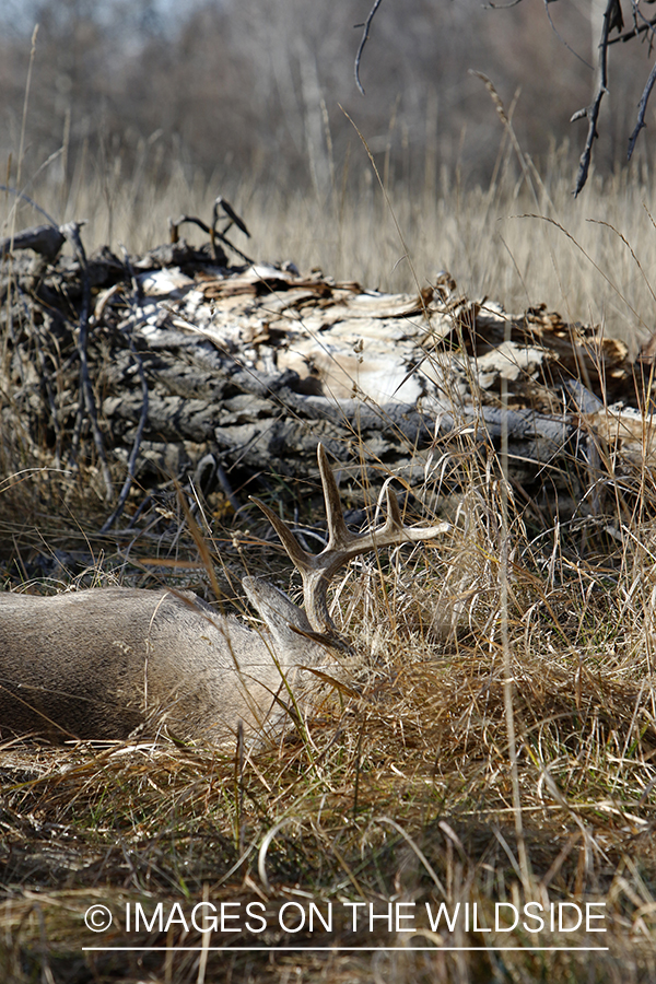 Bagged/downed white-tailed buck in field.