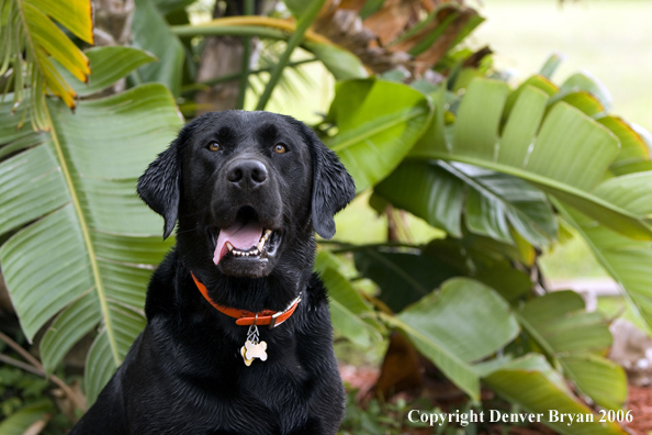 Black Labrador Retriever. 