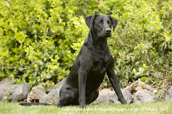 Black Labrador Retrievers