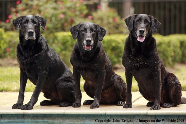 Black Labrador Retrievers in field