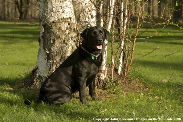 Black Labrador Retriever 