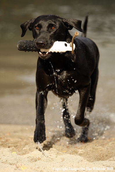 Black Labrador Retriever