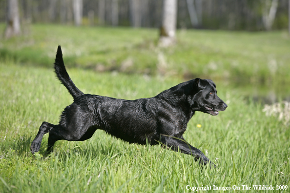 Black Labrador Retriever in field