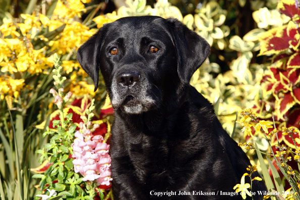 Black Labrador Retriever 