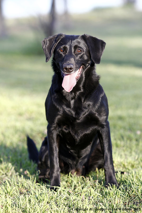 Black Labrador Retriver