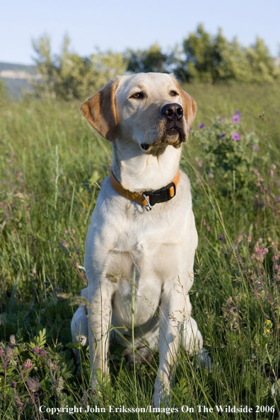 Yellow Labrador Retriever.