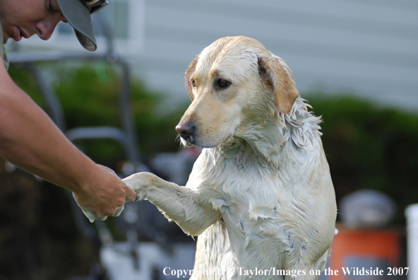 Yellow Labrador Retriever getting a bath