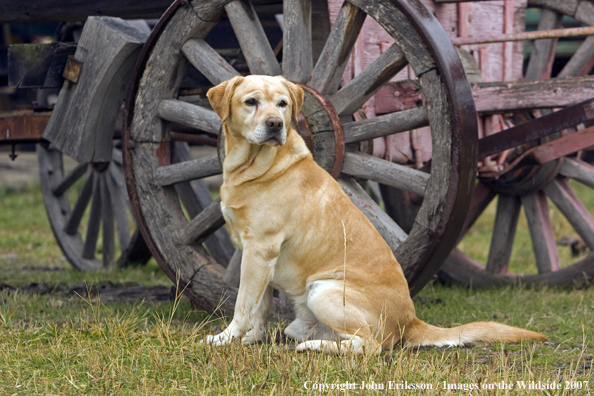 Yellow Labrador Retriever in field