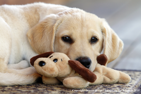 Yellow Labrador Retriever Puppy with toy