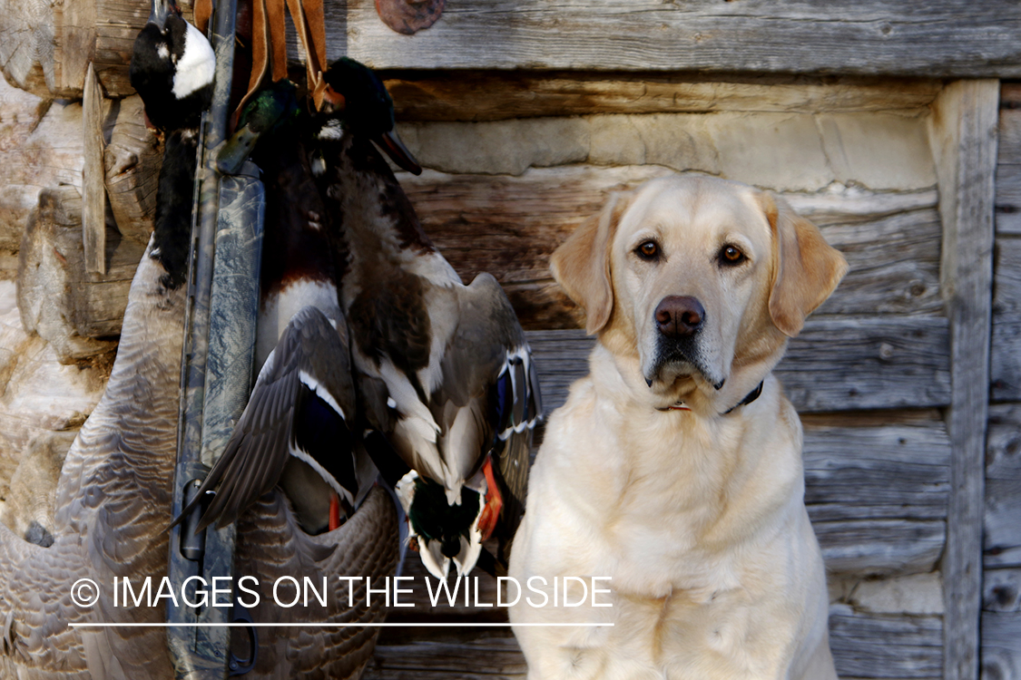 Yellow Labrador Retrievers with bagged mallards.