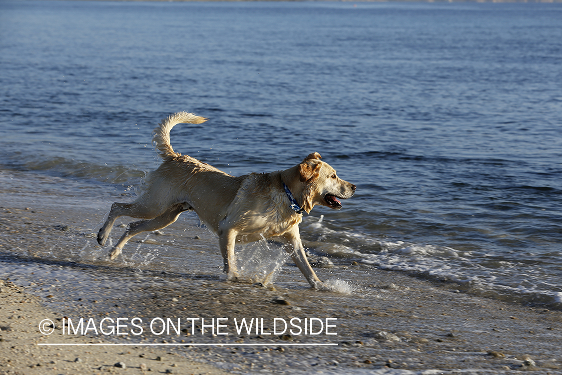 Yellow lab playing in the ocean.