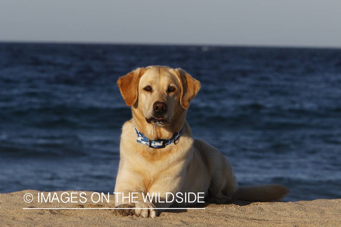 Yellow lab in front of ocean.