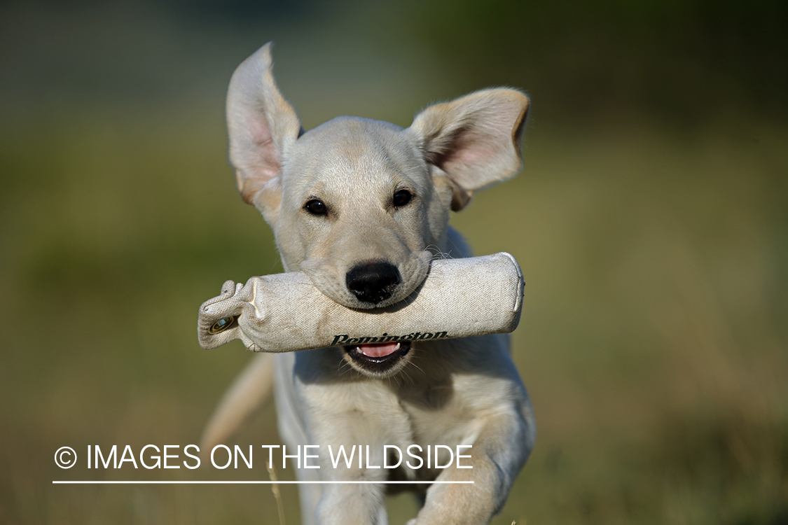 Yellow Labrador Retriever puppy running with training toy.