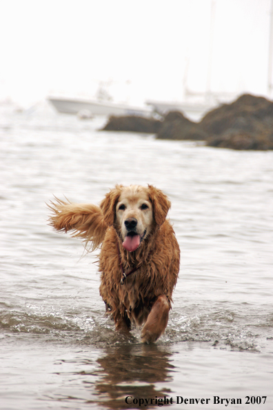 Golden Retriever