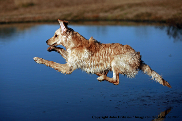 Golden Retriever