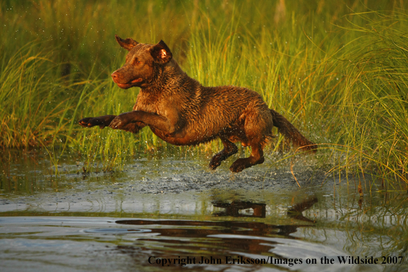 Chesapeake Bay Retriever in field