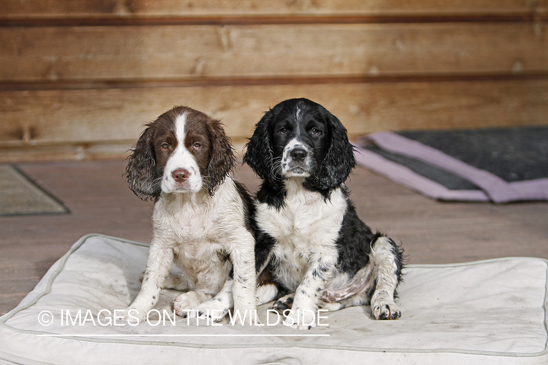 English Springer Spaniel puppies laying down on dog bed. 