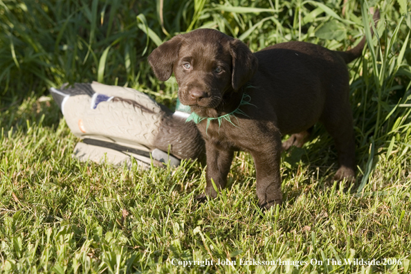 Chocolate Labrador Retriever puppies.