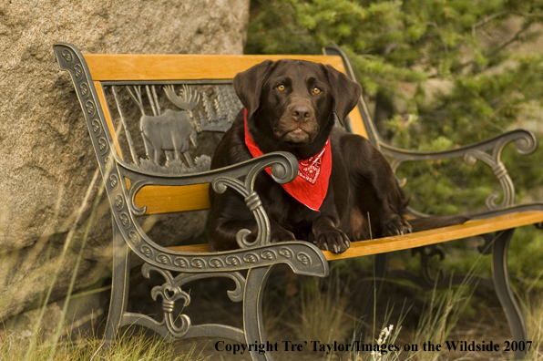 Chocolate labrador lounging.