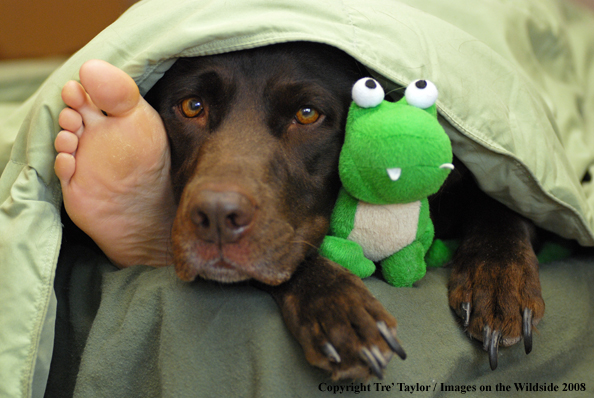 Chocolate Labrador Retriever 