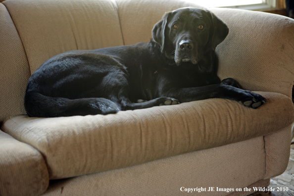 Black lab lounging on couch.