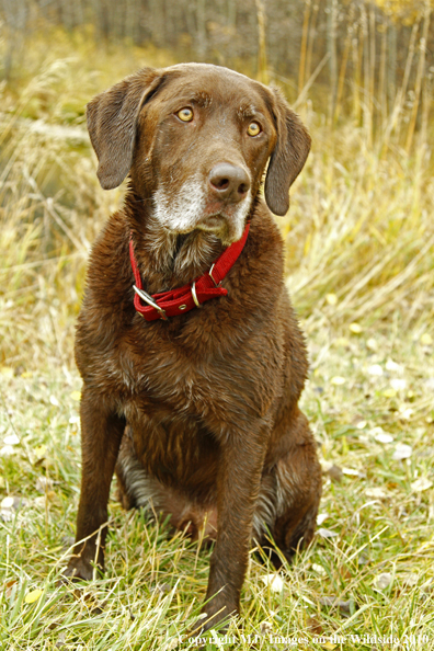 Chocolate Labrador Retriever