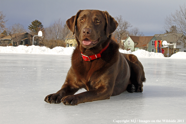 Chocolate Labrador Retriever.