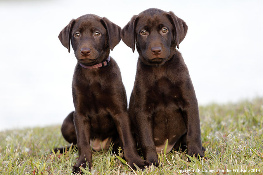 Chocolate Labrador Retriever puppies