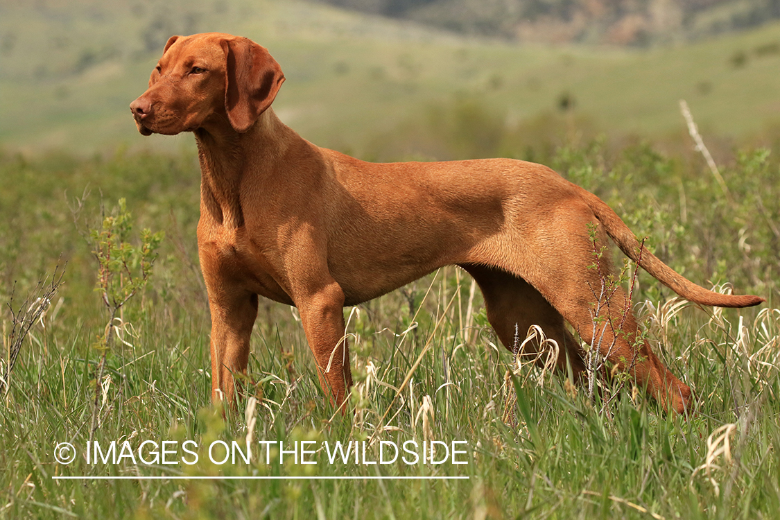 Vizsla in field.