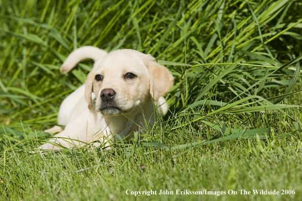 Yellow Labrador Retriever puppy.