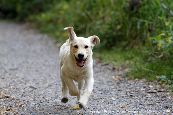 Yellow Labrador Retriever Puppy