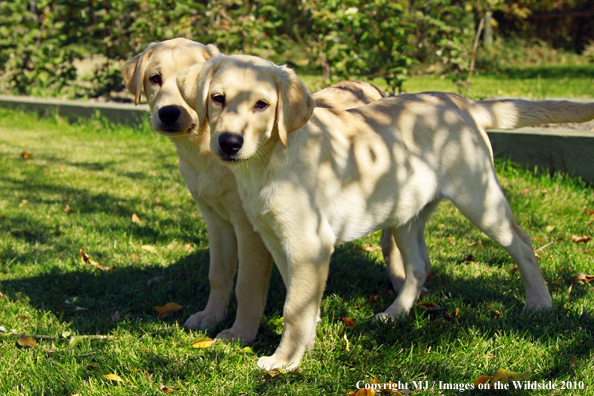 Yellow Labrador Retriever puppies