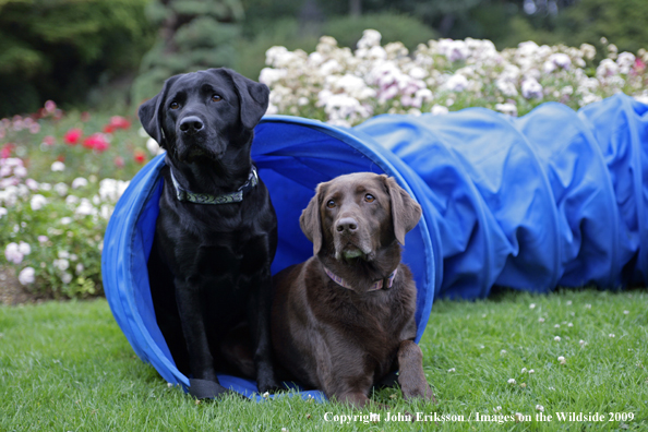 Multi-colored Labrador Retrievers 