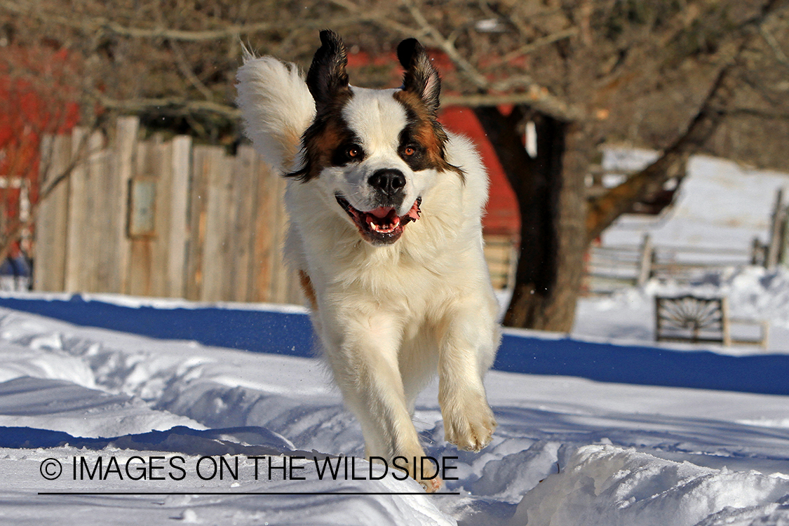 St. Bernard running in field.