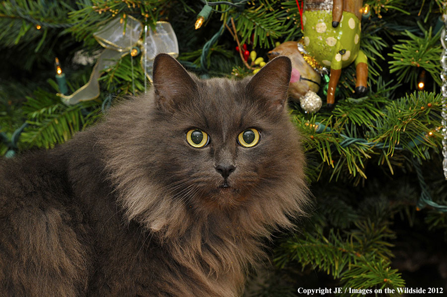 House cat with christmas tree.