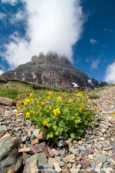 Clements Mountain Glacier National Park 