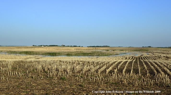 Wetlands near crop fields