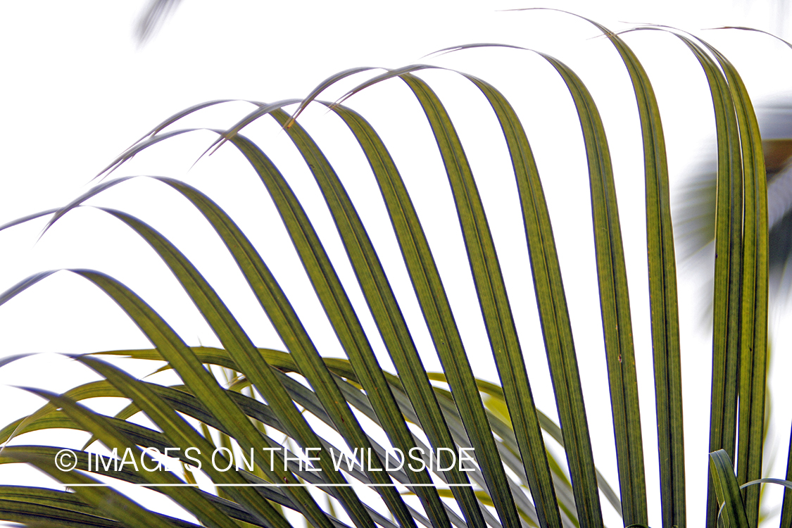 Jungle vegetation close-up.