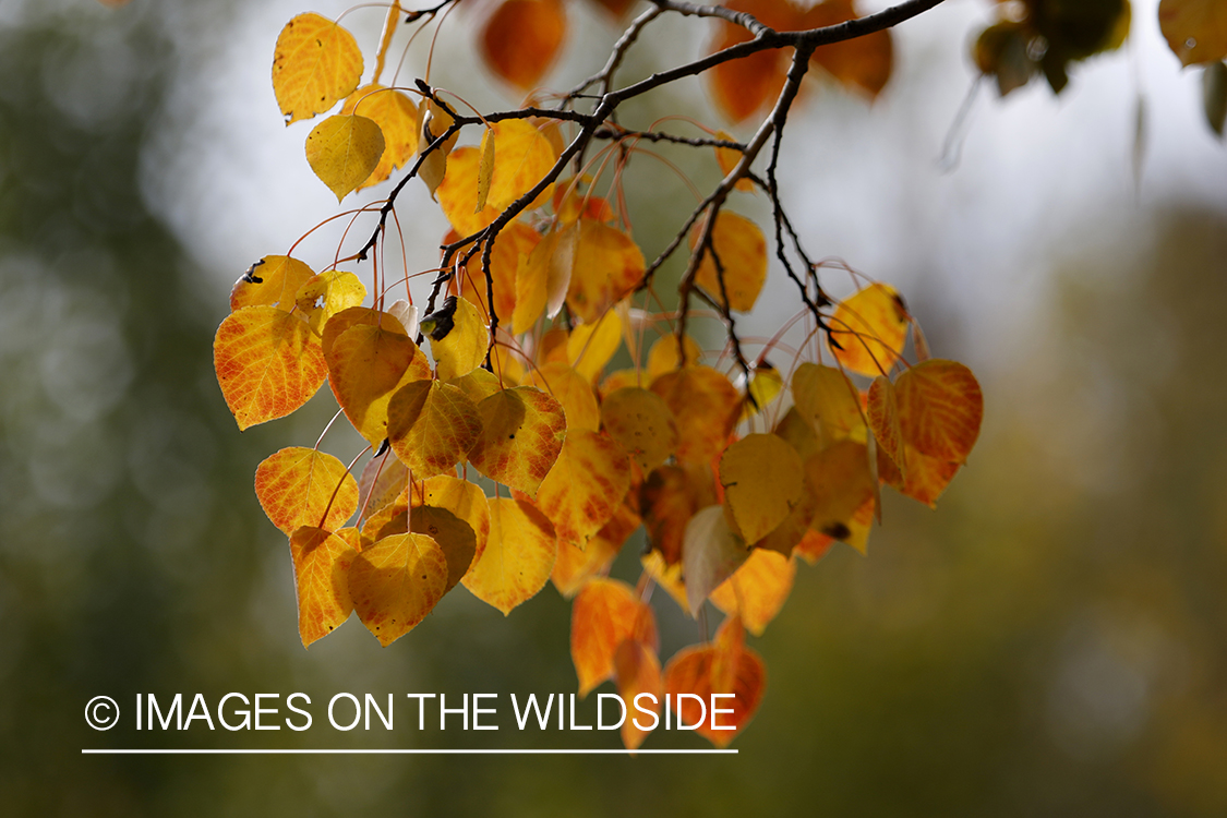 Aspen leaves on tree in autumn.