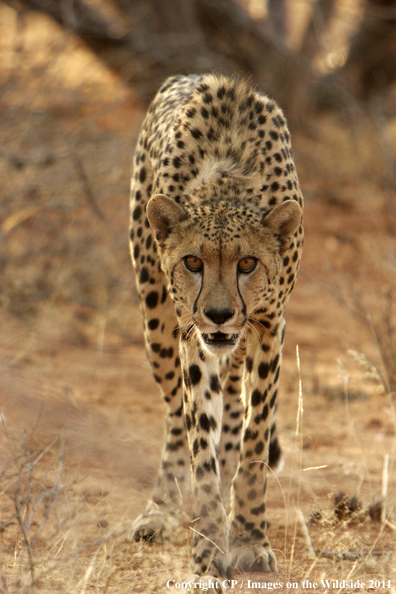 Cheetah in habitat. 