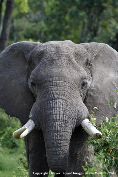 African Bull Elephant 