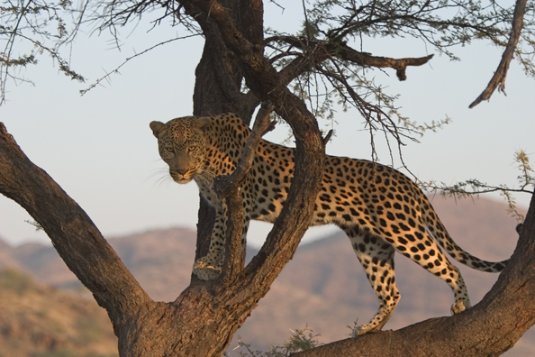 Leopard in tree. Africa