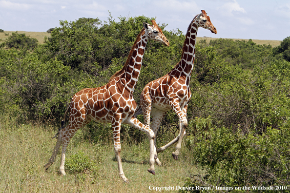 Reticulated Giraffe 