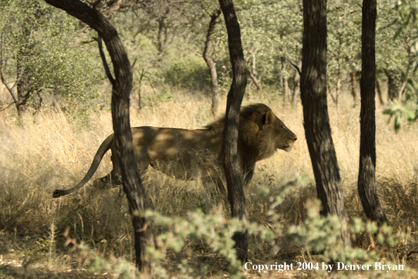 Male African lion in habitat. Africa