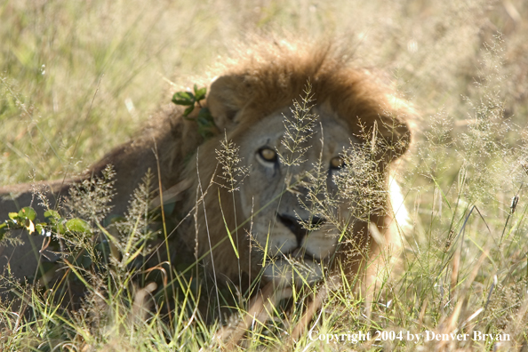 Male African Lion in the bush.