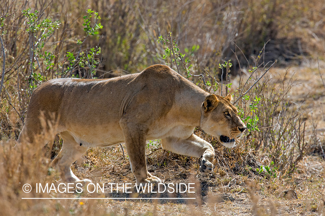 Lioness wearing a telemetry collar stalks prey in East Africa.