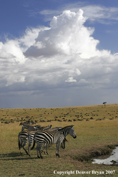 Burchell's Zebra 