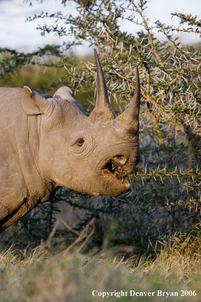 Black rhino in Africa.