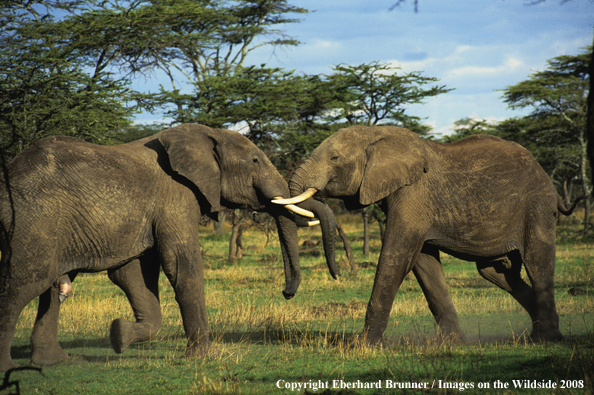 Bull Elephants in habitat