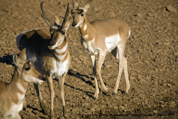 Pronghorn antelope